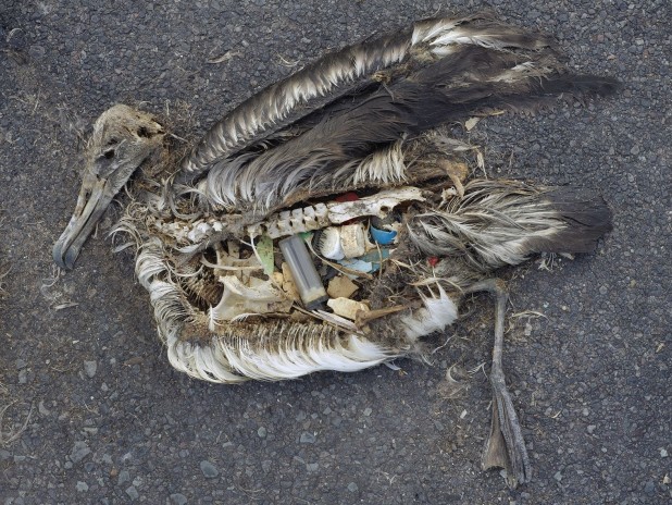 пластик в желудке птиц