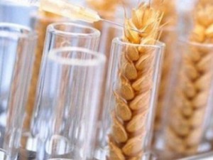 генномодифицированная пшеница в россии